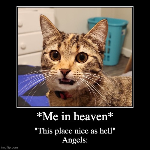 Heaven for real | *Me in heaven* | "This place nice as hell"
Angels: | image tagged in funny,demotivationals | made w/ Imgflip demotivational maker