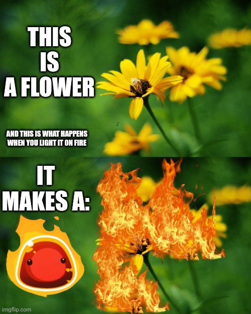 THIS IS A FLOWER; AND THIS IS WHAT HAPPENS WHEN YOU LIGHT IT ON FIRE; IT MAKES A: | image tagged in yellow flowers | made w/ Imgflip meme maker
