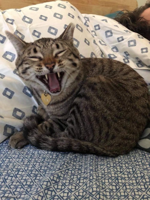 Laughing cat | image tagged in laughing cat | made w/ Imgflip meme maker
