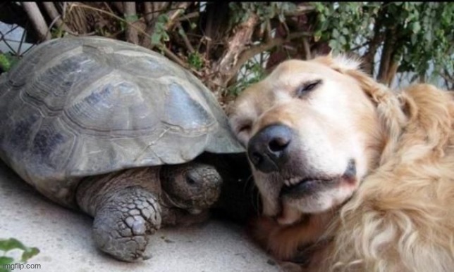found this on google | image tagged in dog,dogs,tortoise | made w/ Imgflip meme maker