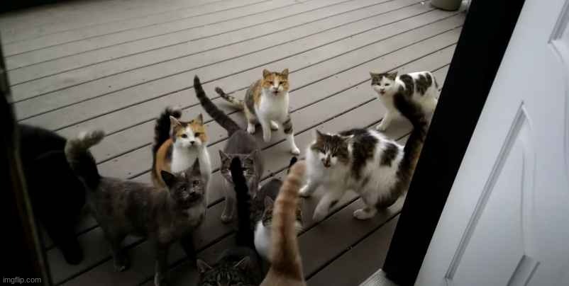 image tagged in cats | made w/ Imgflip meme maker