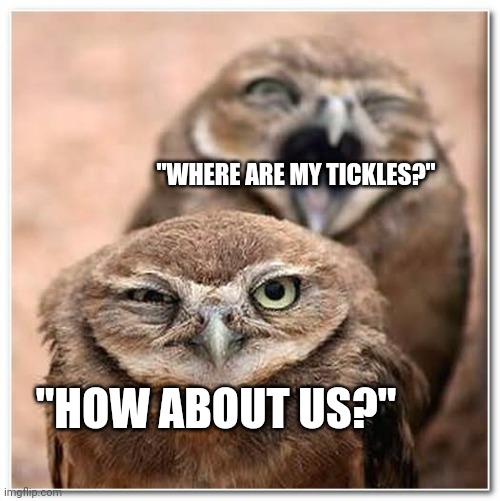 Not funny | "HOW ABOUT US?" "WHERE ARE MY TICKLES?" | image tagged in not funny | made w/ Imgflip meme maker