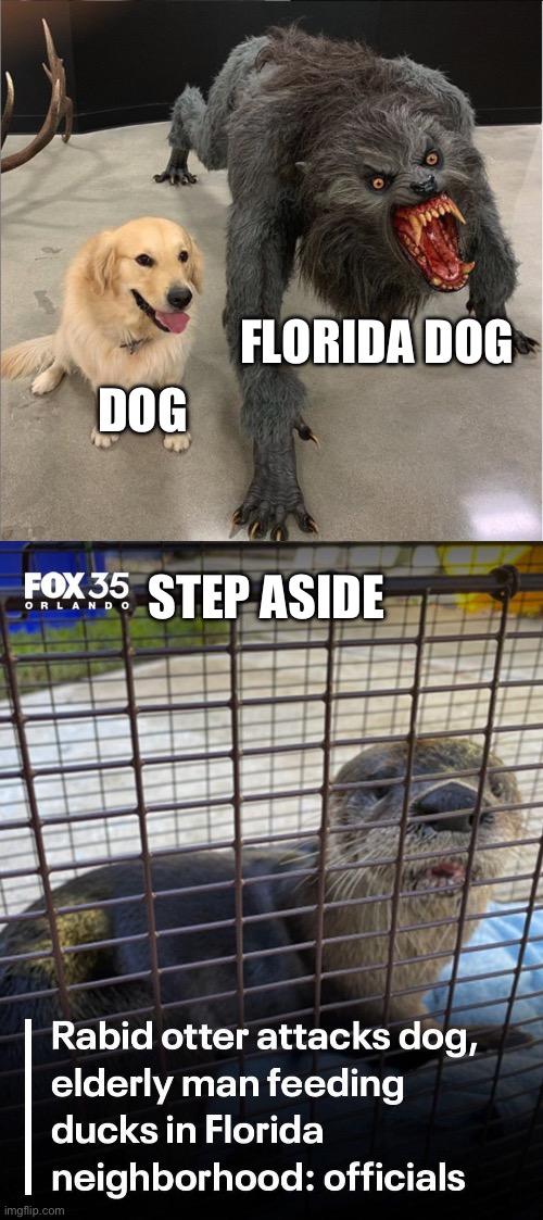 Meanwhile in Florida | FLORIDA DOG; DOG; STEP ASIDE | image tagged in dog vs werewolf,meanwhile in florida,florida,dog | made w/ Imgflip meme maker