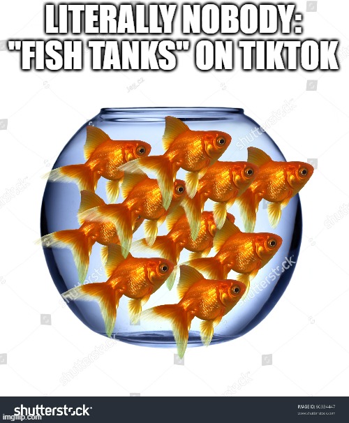 Guys look at my new pet fish!!!!!!!!!!!! hes so happy | LITERALLY NOBODY:

"FISH TANKS" ON TIKTOK | image tagged in fish,pets,tiktok sucks | made w/ Imgflip meme maker