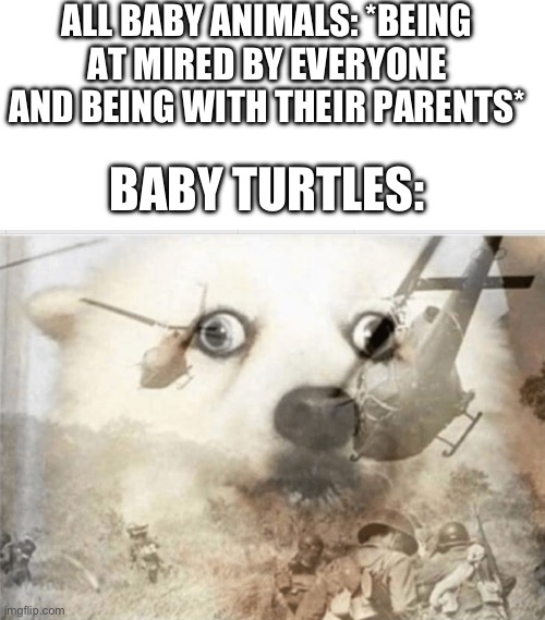 ALL BABY ANIMALS: *BEING AT MIRED BY EVERYONE AND BEING WITH THEIR PARENTS*; BABY TURTLES: | image tagged in blank white template,ptsd dog | made w/ Imgflip meme maker