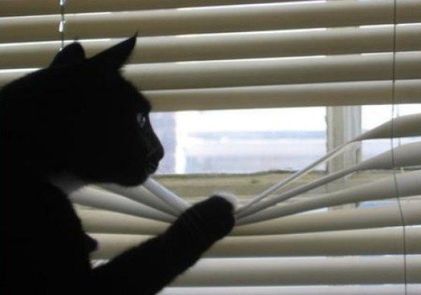 High Quality Cat peeking through window Blank Meme Template