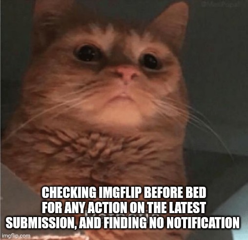 We go again tomorrow, comrades! | CHECKING IMGFLIP BEFORE BED FOR ANY ACTION ON THE LATEST SUBMISSION, AND FINDING NO NOTIFICATION | image tagged in pathetic cat | made w/ Imgflip meme maker