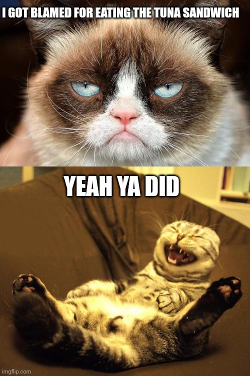 I GOT BLAMED FOR EATING THE TUNA SANDWICH; YEAH YA DID | image tagged in memes,grumpy cat not amused,laughing cat | made w/ Imgflip meme maker