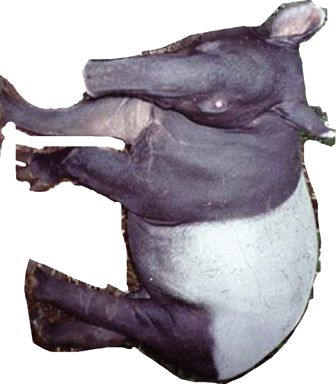 High Quality Tapir Blank Meme Template