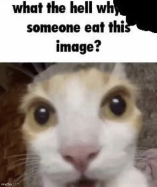 Memes are delicious | image tagged in memes | made w/ Imgflip meme maker