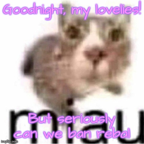 miau | Goodnight, my lovelies! But seriously can we ban rebal | image tagged in miau,lovelies | made w/ Imgflip meme maker