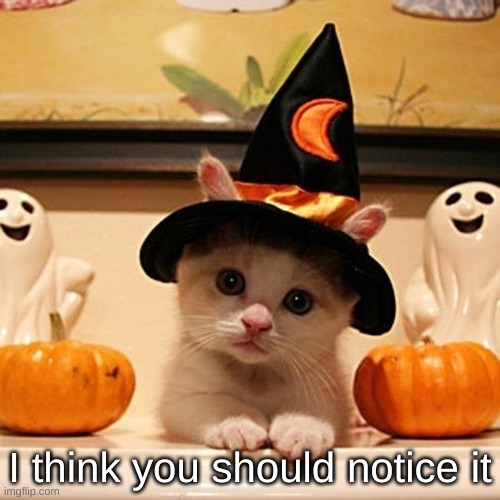 Cute halloween Kitten | I think you should notice it | image tagged in cute halloween kitten | made w/ Imgflip meme maker