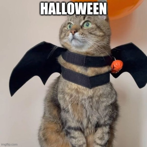 Halloween | HALLOWEEN | image tagged in stepan cat,halloween | made w/ Imgflip meme maker