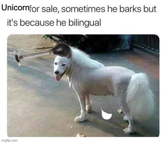 Unicorn | Unicorn | image tagged in unicorn,bilingual,dog | made w/ Imgflip meme maker