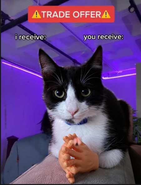 Trade offer cat Blank Meme Template