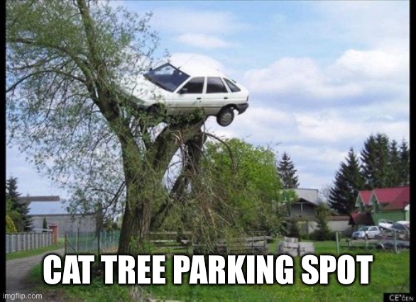 Secure Parking Meme | CAT TREE PARKING SPOT | image tagged in memes,secure parking | made w/ Imgflip meme maker