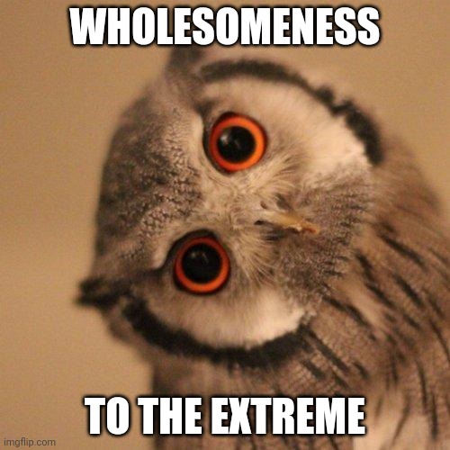 inquisitve owl | WHOLESOMENESS TO THE EXTREME | image tagged in inquisitve owl | made w/ Imgflip meme maker