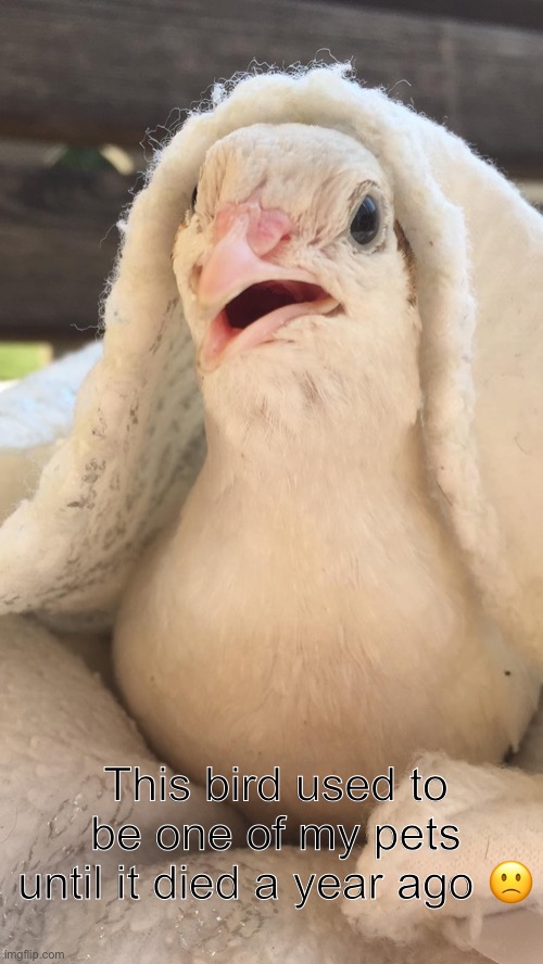 Pay some respect please | This bird used to be one of my pets until it died a year ago 🙁 | made w/ Imgflip meme maker