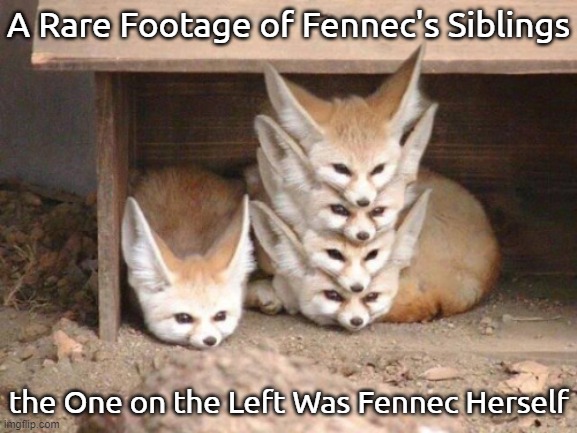 This Is Supposed to Be on The Furries-Stream, But I Would Post This to Fox_Stream so Yeah. | A Rare Footage of Fennec's Siblings; the One on the Left Was Fennec Herself | image tagged in fennec stack,fennec foxes,furry,wholesome | made w/ Imgflip meme maker