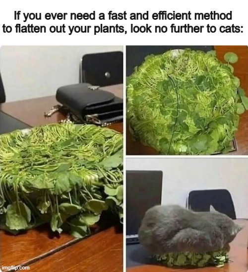 Imagine the owners reaction to seeing this XD | If you ever need a fast and efficient method to flatten out your plants, look no further to cats: | image tagged in buff doge vs cheems | made w/ Imgflip meme maker