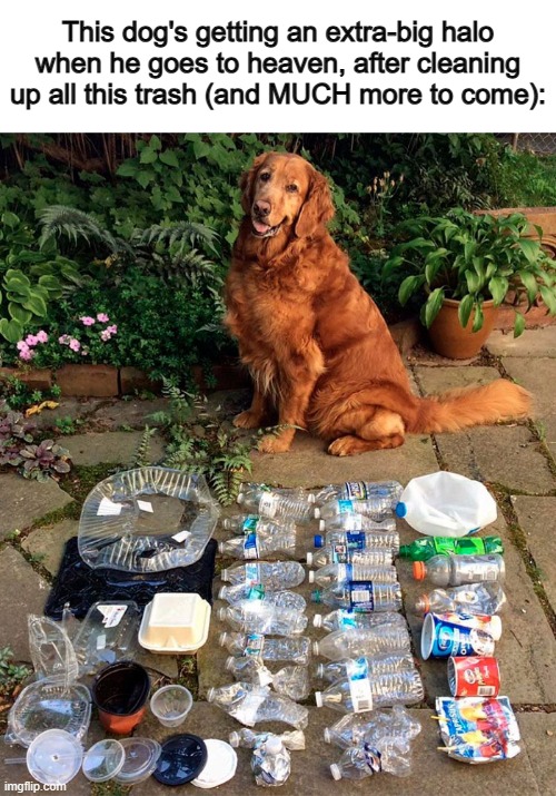 (Ik ik, that's not how heaven works) | This dog's getting an extra-big halo when he goes to heaven, after cleaning up all this trash (and MUCH more to come): | made w/ Imgflip meme maker
