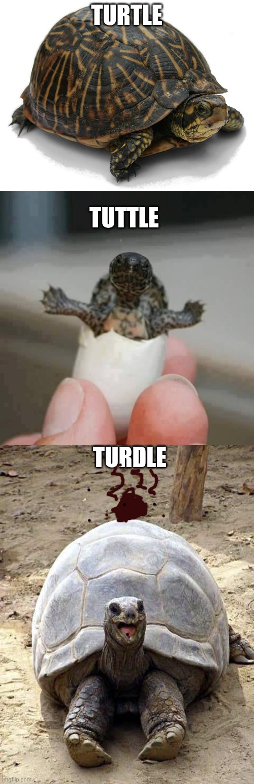 TURTLE; TUTTLE; TURDLE | image tagged in turdle,tuttle,smiling happy excited tortoise | made w/ Imgflip meme maker