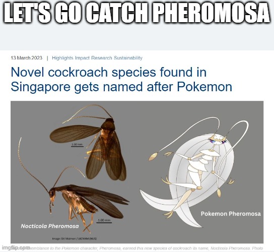 Anyone here in singapore? | LET'S GO CATCH PHEROMOSA | image tagged in pokemon | made w/ Imgflip meme maker