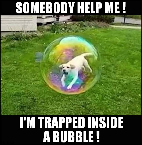 That Poor Dog ! | SOMEBODY HELP ME ! I'M TRAPPED INSIDE
A BUBBLE ! | image tagged in dogs,bubbles,trapped,optical illusion | made w/ Imgflip meme maker
