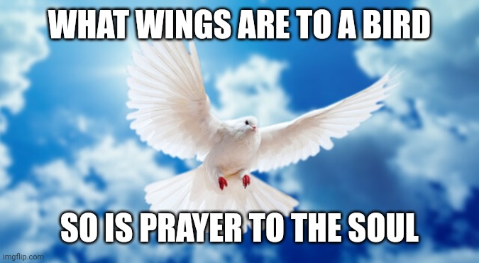 Bird | WHAT WINGS ARE TO A BIRD; SO IS PRAYER TO THE SOUL | image tagged in bird | made w/ Imgflip meme maker