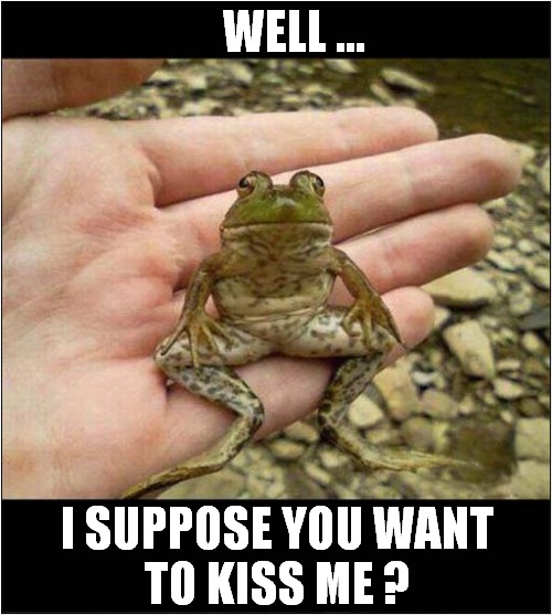 This Could Be An Enchanted Frog ? | WELL ... I SUPPOSE YOU WANT
TO KISS ME ? | image tagged in fun,frog,enchanted,kisses | made w/ Imgflip meme maker