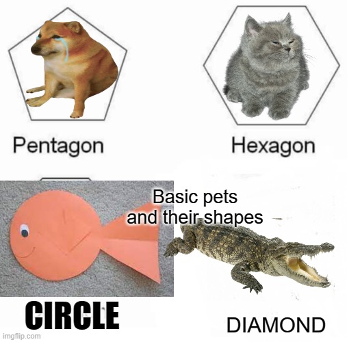 It's very hard to find good examples | Basic pets and their shapes; CIRCLE; DIAMOND | image tagged in memes,pentagon hexagon octagon,crocodile,fish,cat,dog | made w/ Imgflip meme maker
