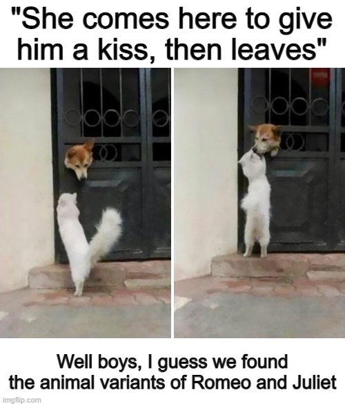 Btw, that's so cute lol <3 | "She comes here to give him a kiss, then leaves"; Well boys, I guess we found the animal variants of Romeo and Juliet | made w/ Imgflip meme maker