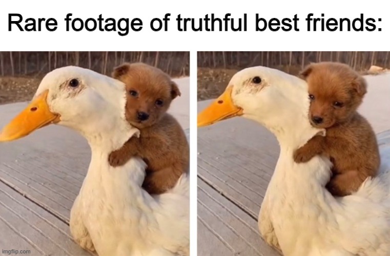 (Is that a dog, or a bear?) | Rare footage of truthful best friends: | made w/ Imgflip meme maker