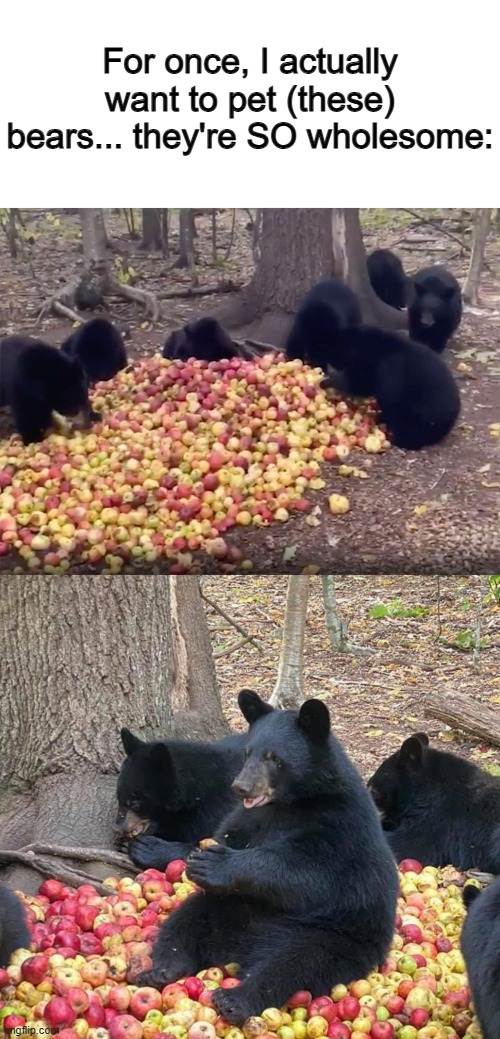 "Tonight, we feast!" | For once, I actually want to pet (these) bears... they're SO wholesome: | made w/ Imgflip meme maker