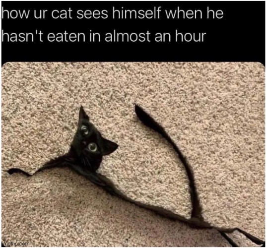 Anybody else than just me? | image tagged in cats,funny,funny memes,cat memes,funny cats | made w/ Imgflip meme maker
