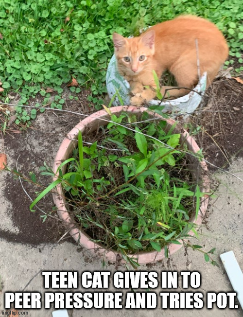 Teen Cat | TEEN CAT GIVES IN TO PEER PRESSURE AND TRIES POT. | image tagged in cats,pot | made w/ Imgflip meme maker