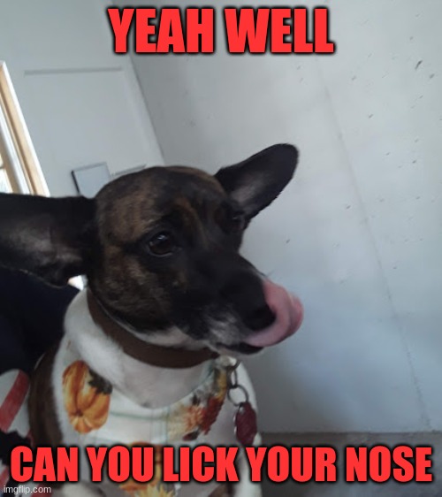 Belle | YEAH WELL; CAN YOU LICK YOUR NOSE | image tagged in dog,pet | made w/ Imgflip meme maker