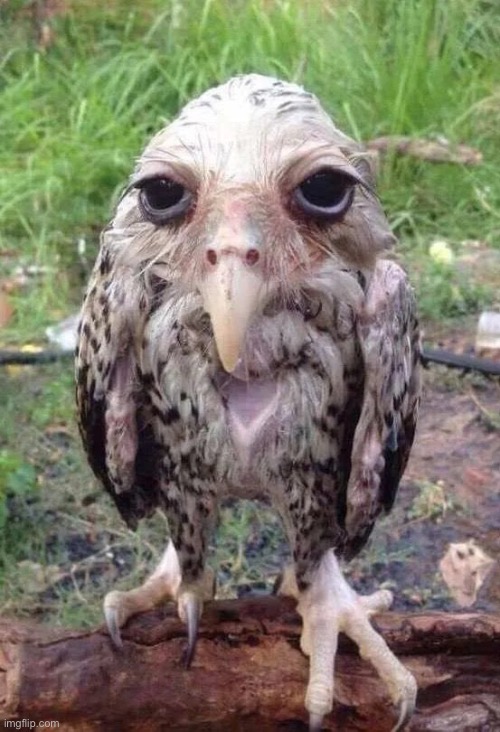 Wet owl | image tagged in wet owl | made w/ Imgflip meme maker