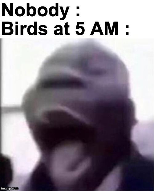 for the love of god, please shut up | Nobody :
Birds at 5 AM : | image tagged in memes,funny,relatable,birds,shitpost,scream | made w/ Imgflip meme maker