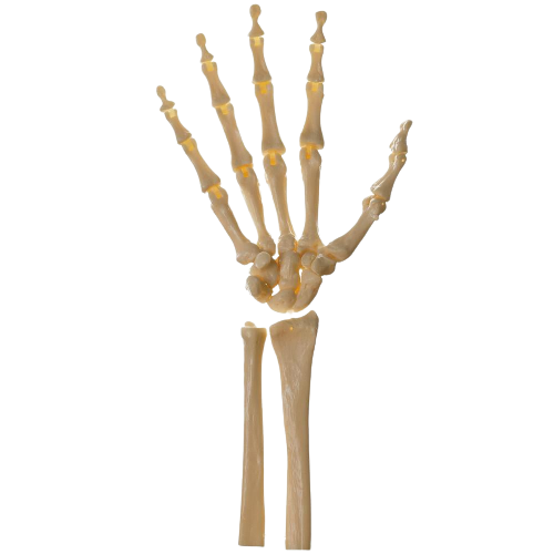 High Quality Skeleton Hand Transparent Background Blank Meme Template