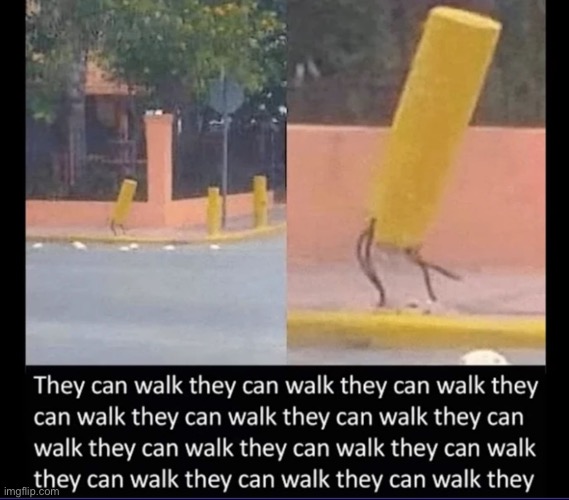 They can walk | image tagged in they can walk,msmg | made w/ Imgflip meme maker