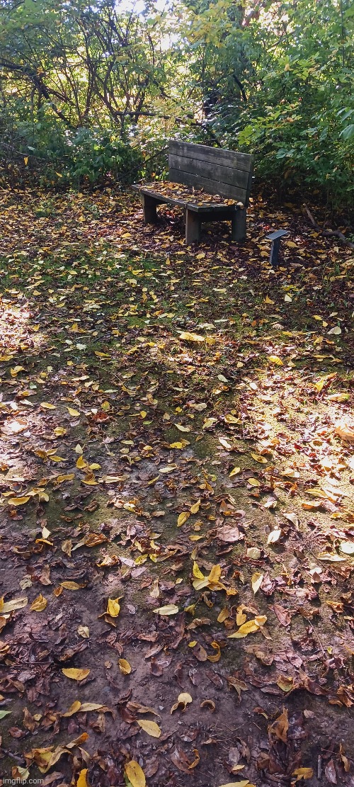 LEAF COVERED TRAIL BENCH | image tagged in leaves,autumn leaves,woods,fall | made w/ Imgflip meme maker