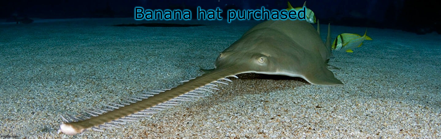 Cool sawfish | Banana hat purchased | image tagged in cool sawfish | made w/ Imgflip meme maker