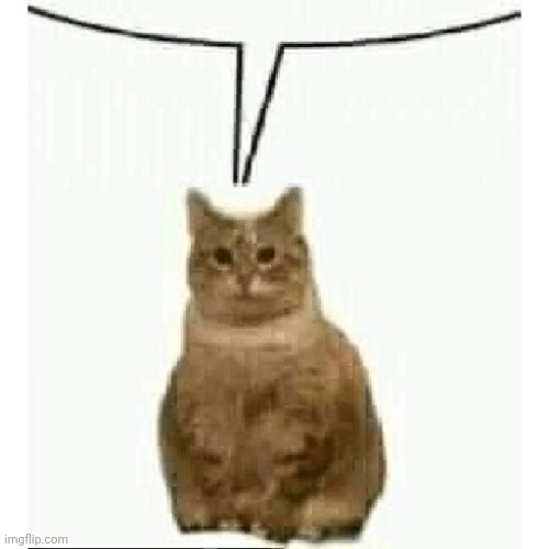 Cat | image tagged in cat | made w/ Imgflip meme maker