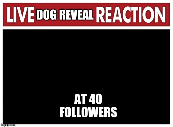 40 followers for dog reveal (he’s really cute!) | DOG REVEAL; AT 40 FOLLOWERS | image tagged in live reaction,at 40 followers | made w/ Imgflip meme maker