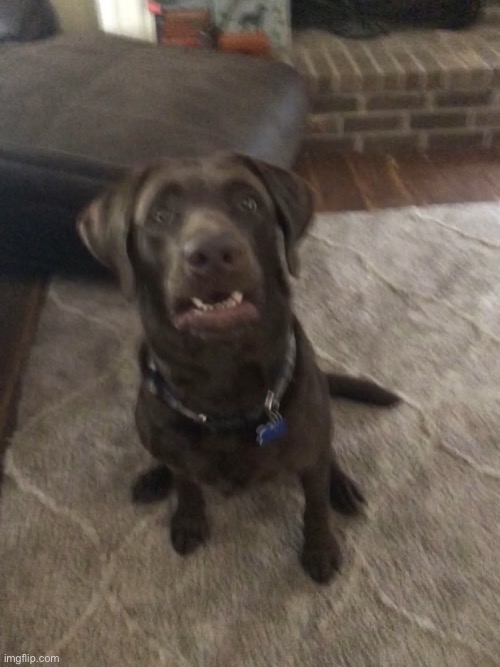 Crazy doggo | image tagged in crazy doggo | made w/ Imgflip meme maker