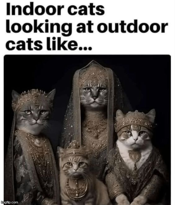 Indoor cats are meowjestic | image tagged in memes,funny,cats | made w/ Imgflip meme maker