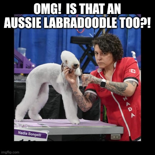 Dog grooming | OMG!  IS THAT AN AUSSIE LABRADOODLE TOO?! | image tagged in groom | made w/ Imgflip meme maker