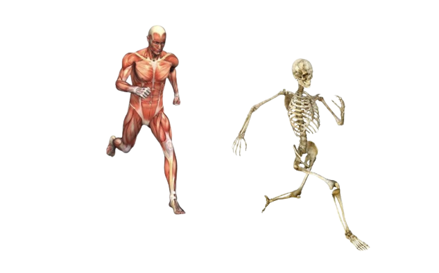 Flesh Guy Chasing Skeleton Guy Blank Meme Template