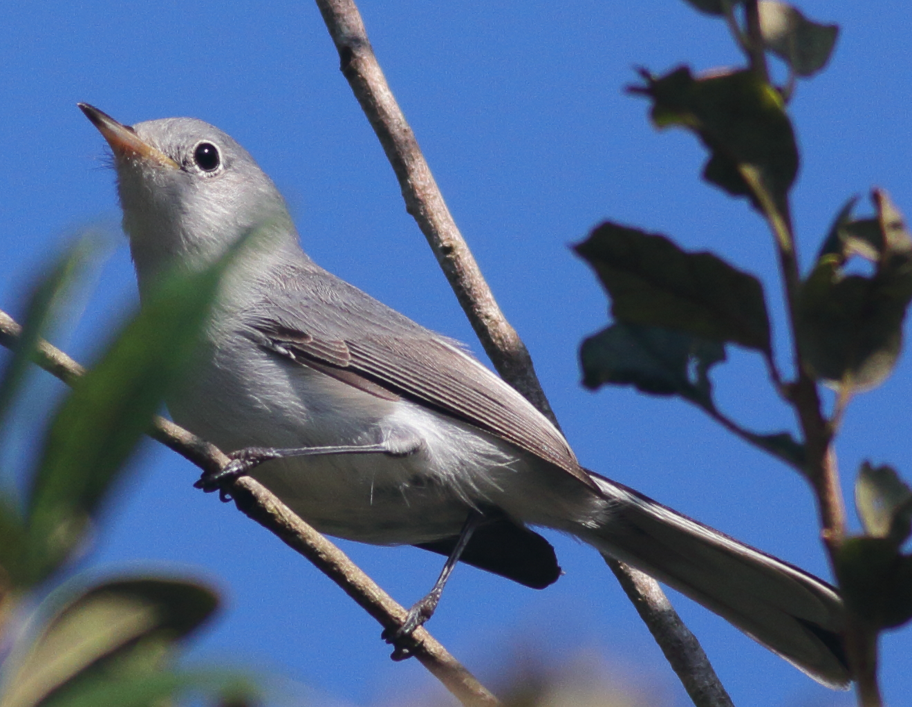 gnatcatcher bird Blank Meme Template